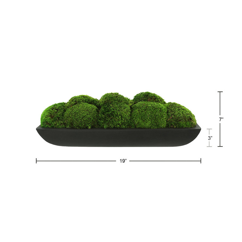 Arrangement de mousse préservée Corder dans un pot de fleurs oblong, H 7 po x l 19,5 po x P 7,5 po