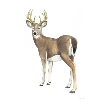 " Wilderness Collection Deer II " Painting Print