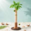  Arbre à chat Coconut Palm