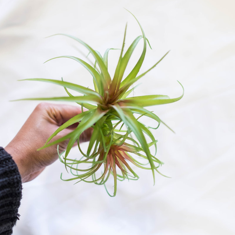 Succulent air