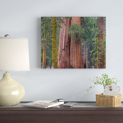 " Giant Sequoia Trees, California " by Tim Fitzharris