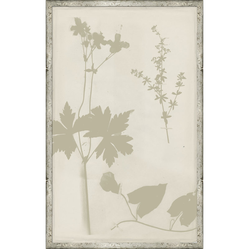 «Ghost Herbaria in Celedon», reproduction d'impression encadrée