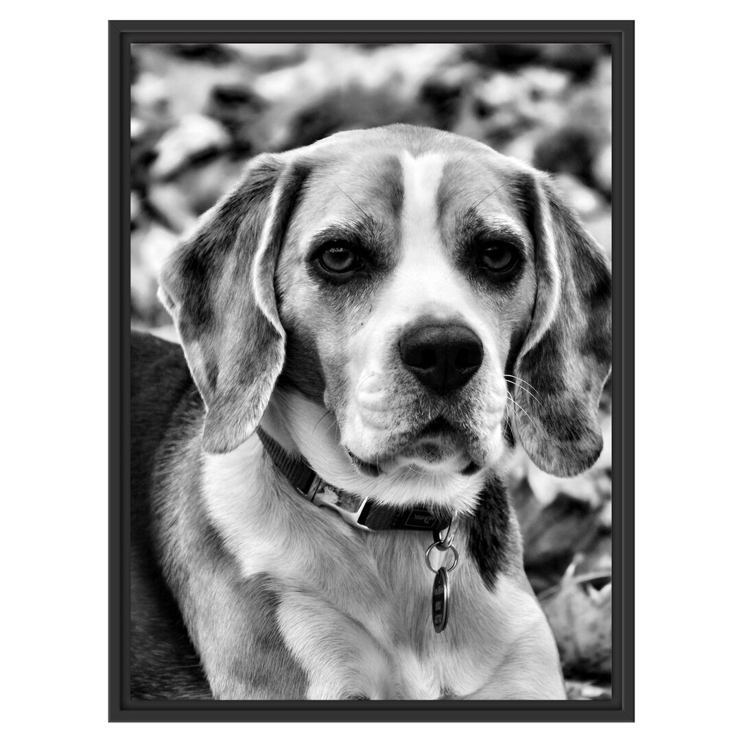 Gerahmtes Wandbild kleiner BeagleLaub