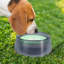 Pet Bowl-98664301