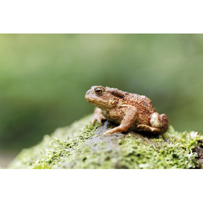 Crapaud commun - photographie sur toile tendue