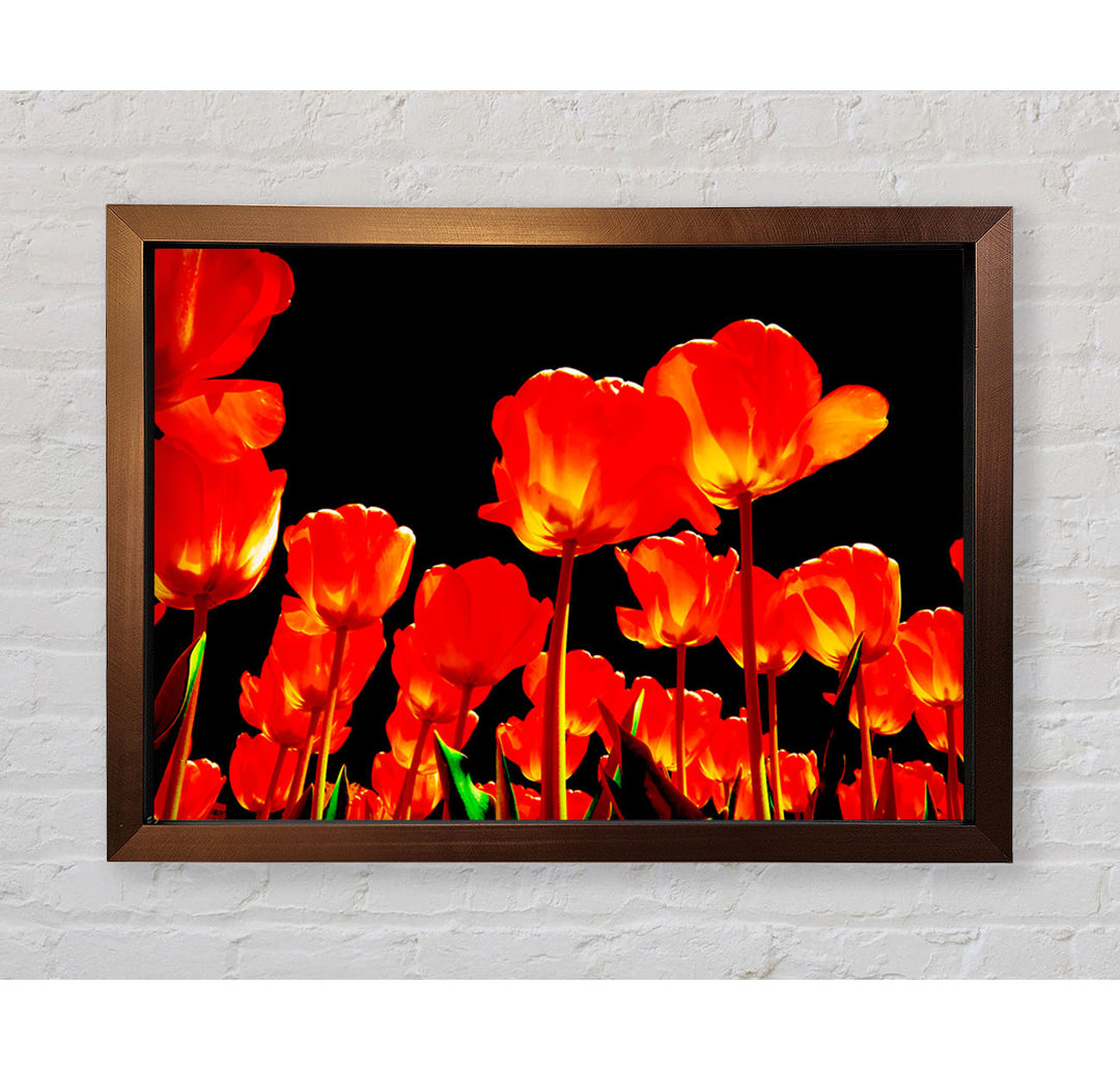 Orange Tulpen Schwarzer Himmel - Einzelne Bilderrahmen Kunstdrucke