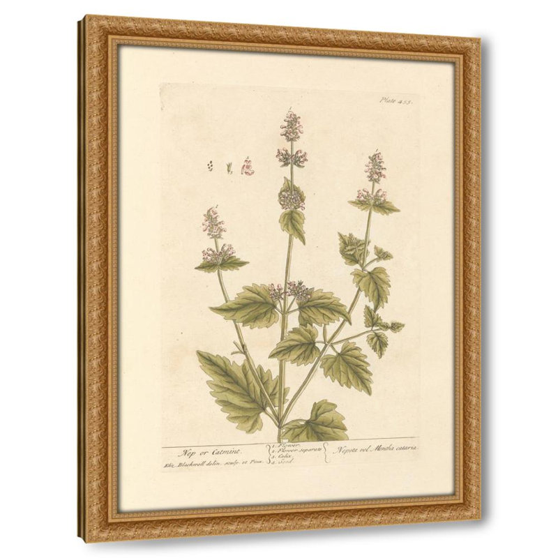 Nep or catmint (1739)