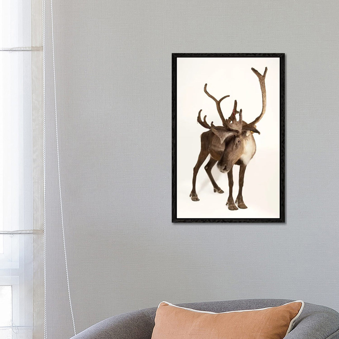 A Federally Endangered Woodland Caribou At New York State Zoo II von Joel Sartore - Gallery-Wrapped Canvas Giclée