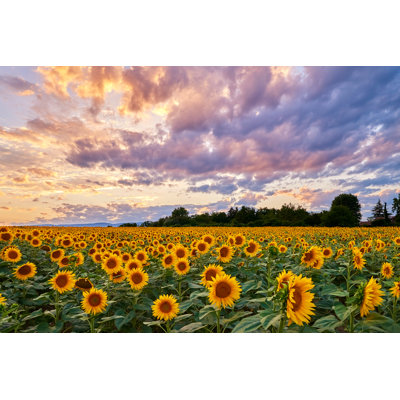 Sunflower Fields At Sunset Sky by Zorazhuang - Wrapped Canvas Print