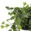 Jenner Faux Ivy Plant in Glass Vase-1469718574