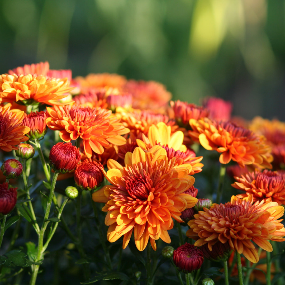 Chrysantheme von Shunyufan - Kunstdrucke auf Leinwand