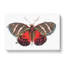 Icarus Moth by George Shaw - Wrapped Canvas Painting-55360215