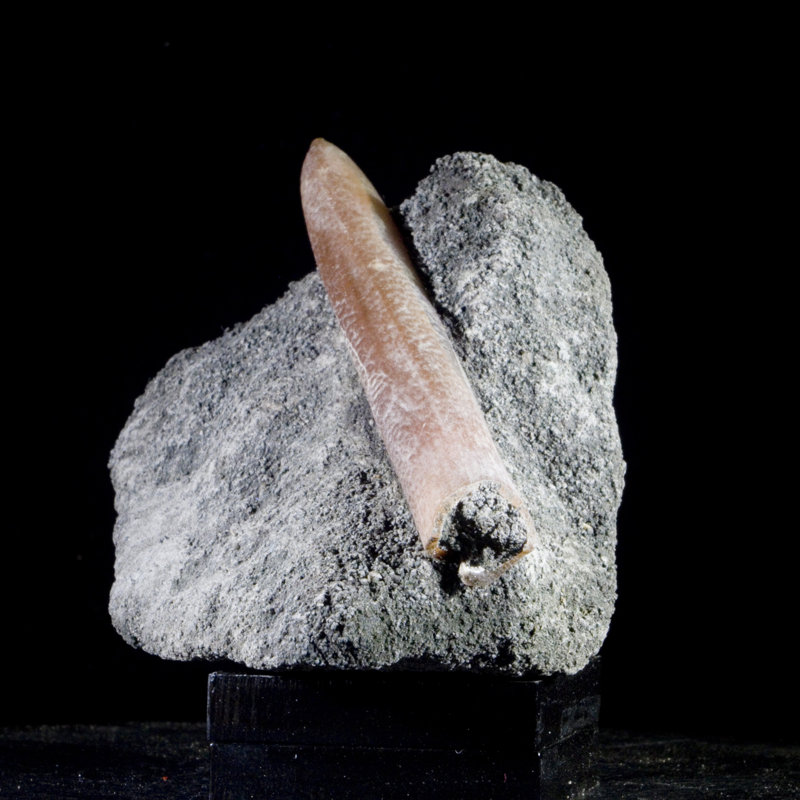 Volennité fossile belemnite sur cristal matriciel Marl