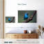 Oiseau bleu vif Brampt-107708455