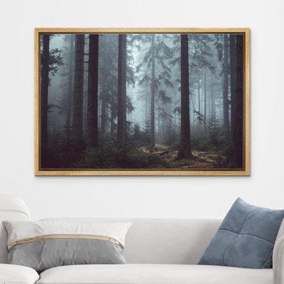 Nature, paysage, pin, forêt, brume