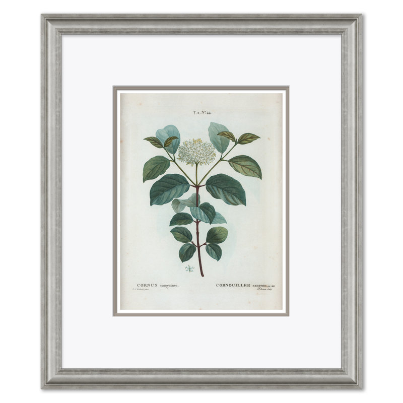 Passion Flower & Flowering Dogwood Giclee Print by Paul Cezanne