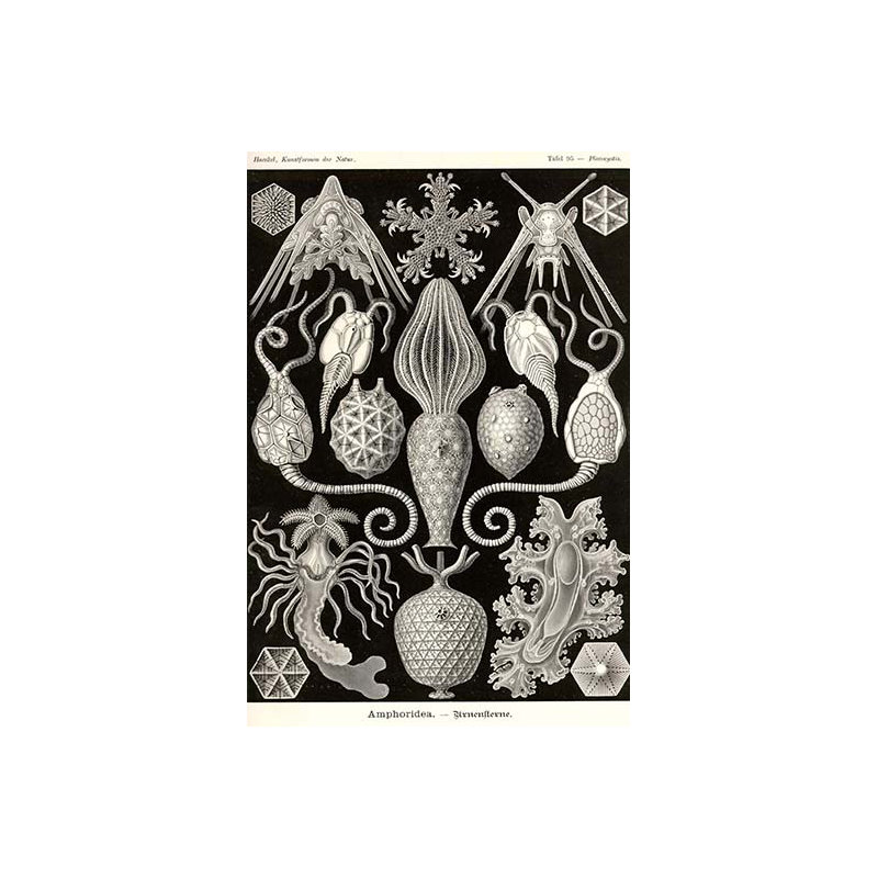 « amphoridea », impression, H 36 po x l 24 po x P 1,5 po