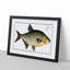 Bream Fish - Picture Frame Painting Print-55679053-55679049