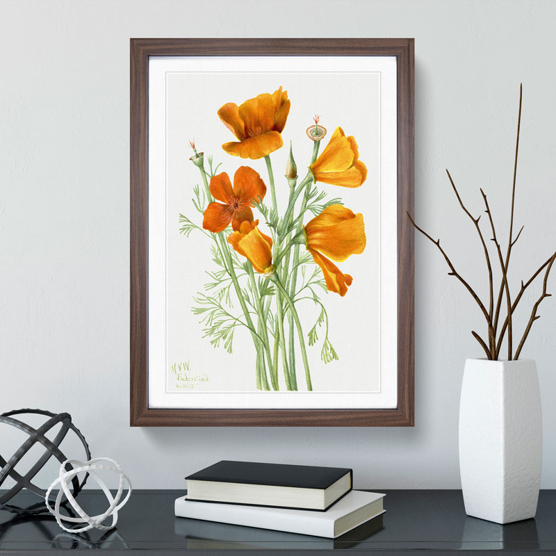 California Poppy by Mary Vaux Walcott - Picture Frame Painting, Walnut Framed, 48cm H x 36cm W x 2cm D