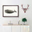 North Pacific Whale by C.M. Scammon - Picture Frame Drawing Print-55617545-55617542