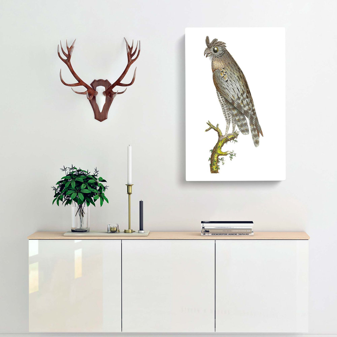 Least Horned Owl by George Shaw - Wrapped Canvas