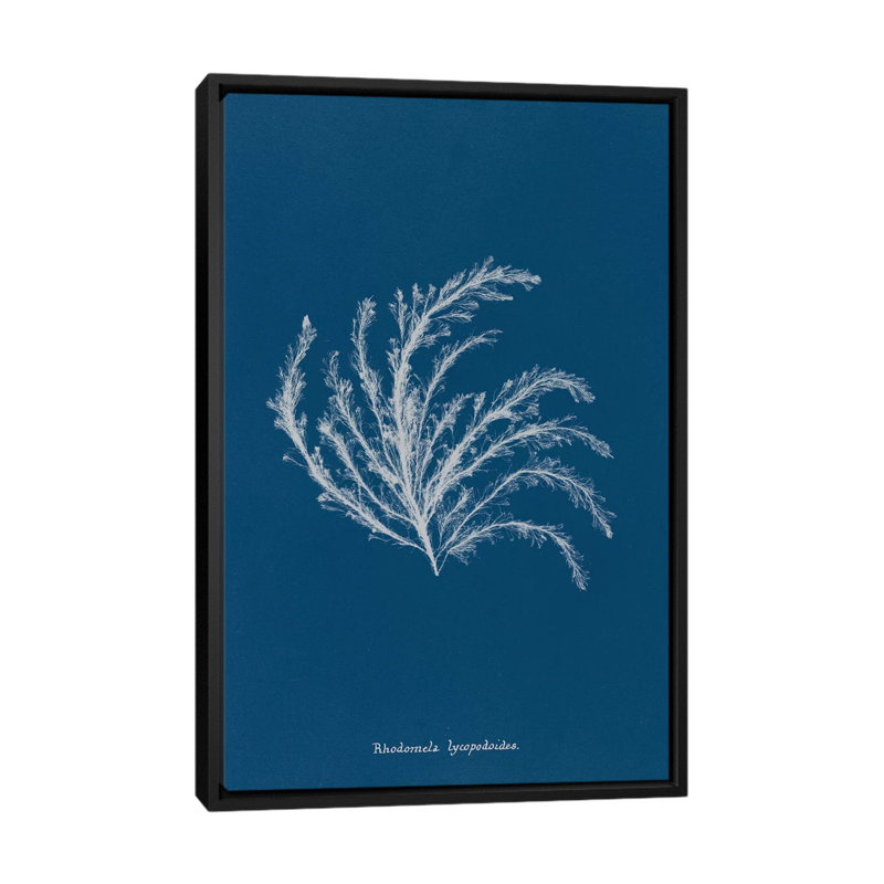 « délicat corail ii », reproduction d’impression sur toile, H 26 po x l 18 po x P 1,5 po, Toile avec cadre noir, Pas de tapis