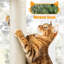 Litter Box Enclosure