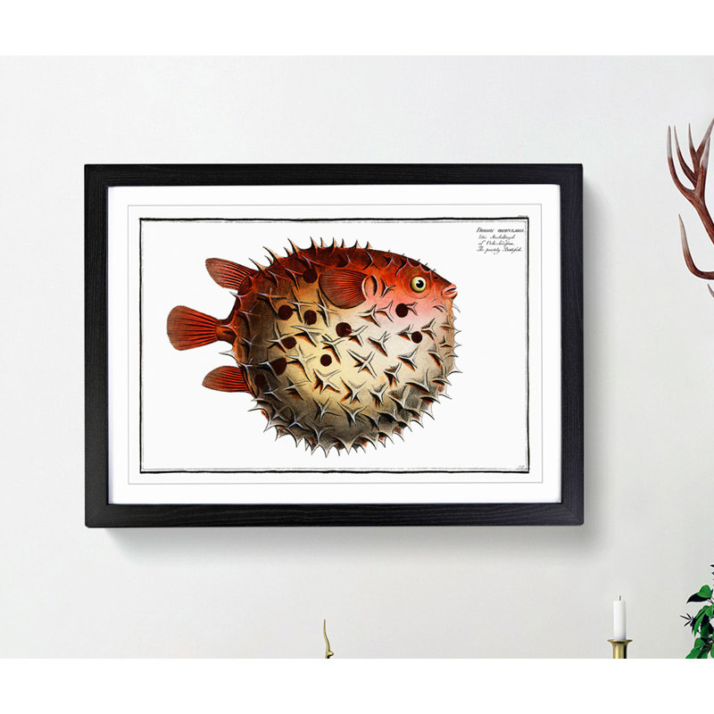 Prickly Blowfish by M.E. Bloch - Framed Print, Black, 60cm H x 91cm W x 2cm D