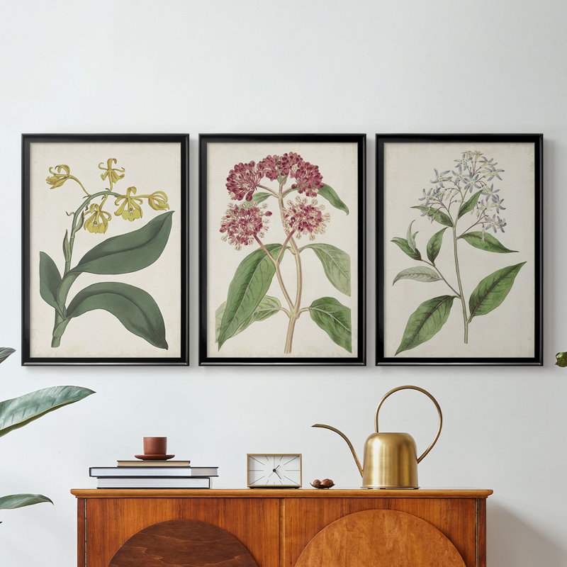 Antique Botanical Collection X - Toile tendue avec châssis sur mesure - 3 pièces, Noir, H 19 po x l 27 po