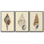 Ensemble de 3 coquillages à tons neutres I, encadré sur toile-97708901-97708898