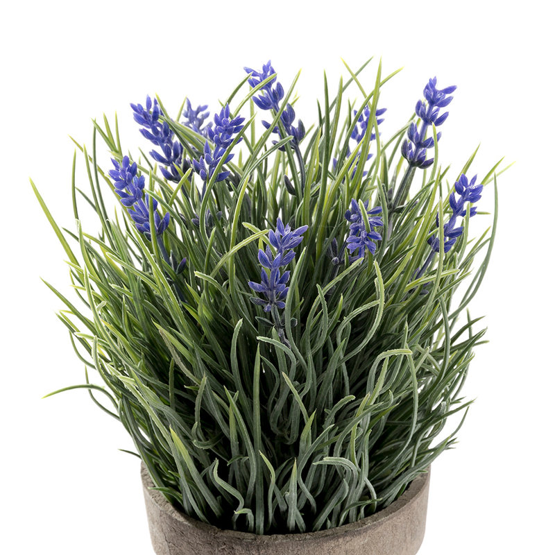 Lavender Arrangement in Pot