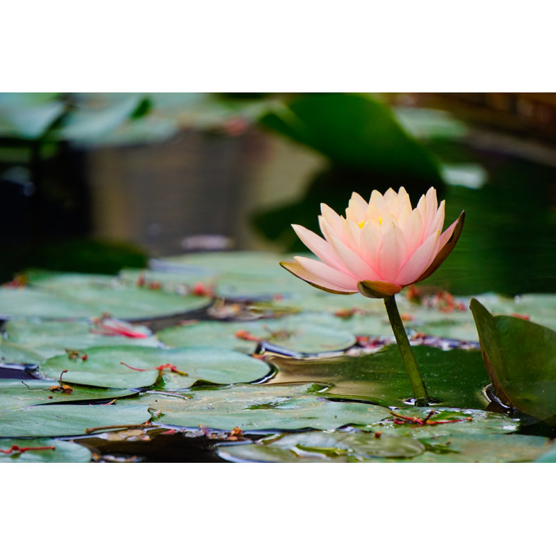 «Kentrell Water Lily On Canvas» par Sorajack, photographie, H 20 po x l 30 po x P 1,25 po