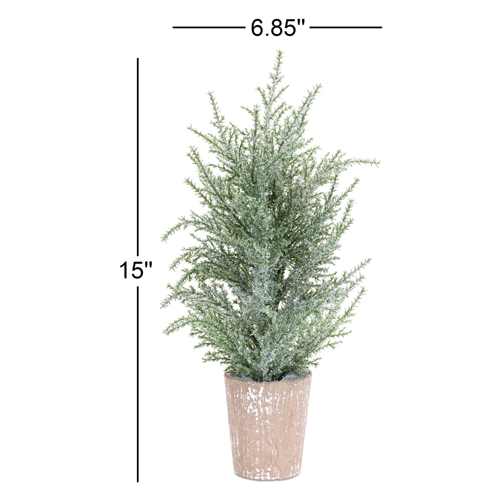 15" Pine Plant in Pot