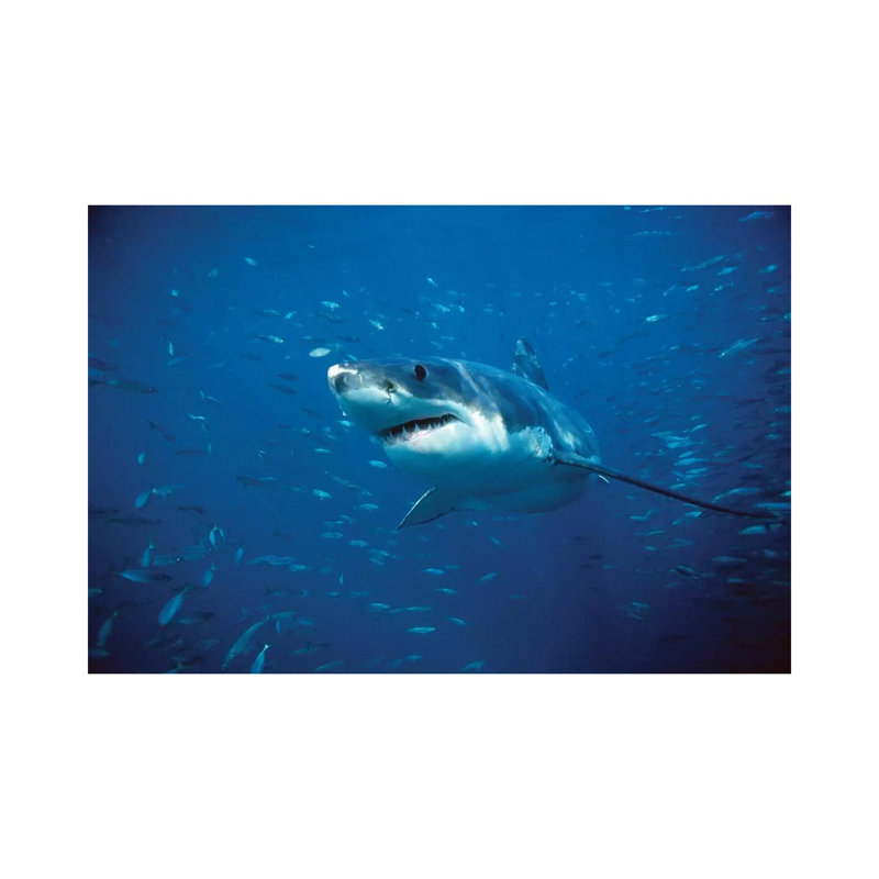 Great White Shark Swimming Through A School Of Fish, Neptune Islands, South Australia by Mike Parry - Wrapped Canvas Print