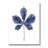 " Chestnut Leaf "-59639436