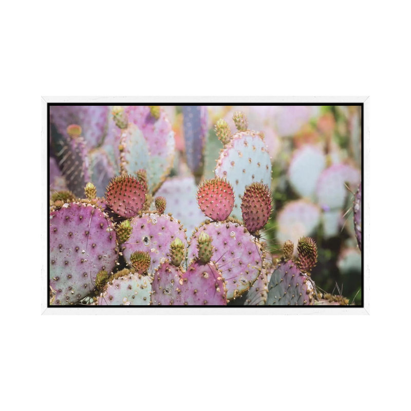 Cotton Candy Cacti by Ann Hudec - Print on Canvas, 66.04cm H x 101.6cm W x 3.81cm D, White Framed