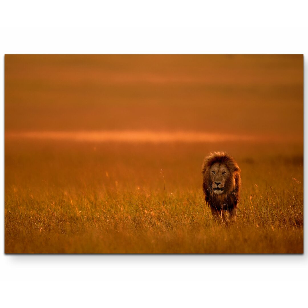 Leinwandbild Löwe im Gras