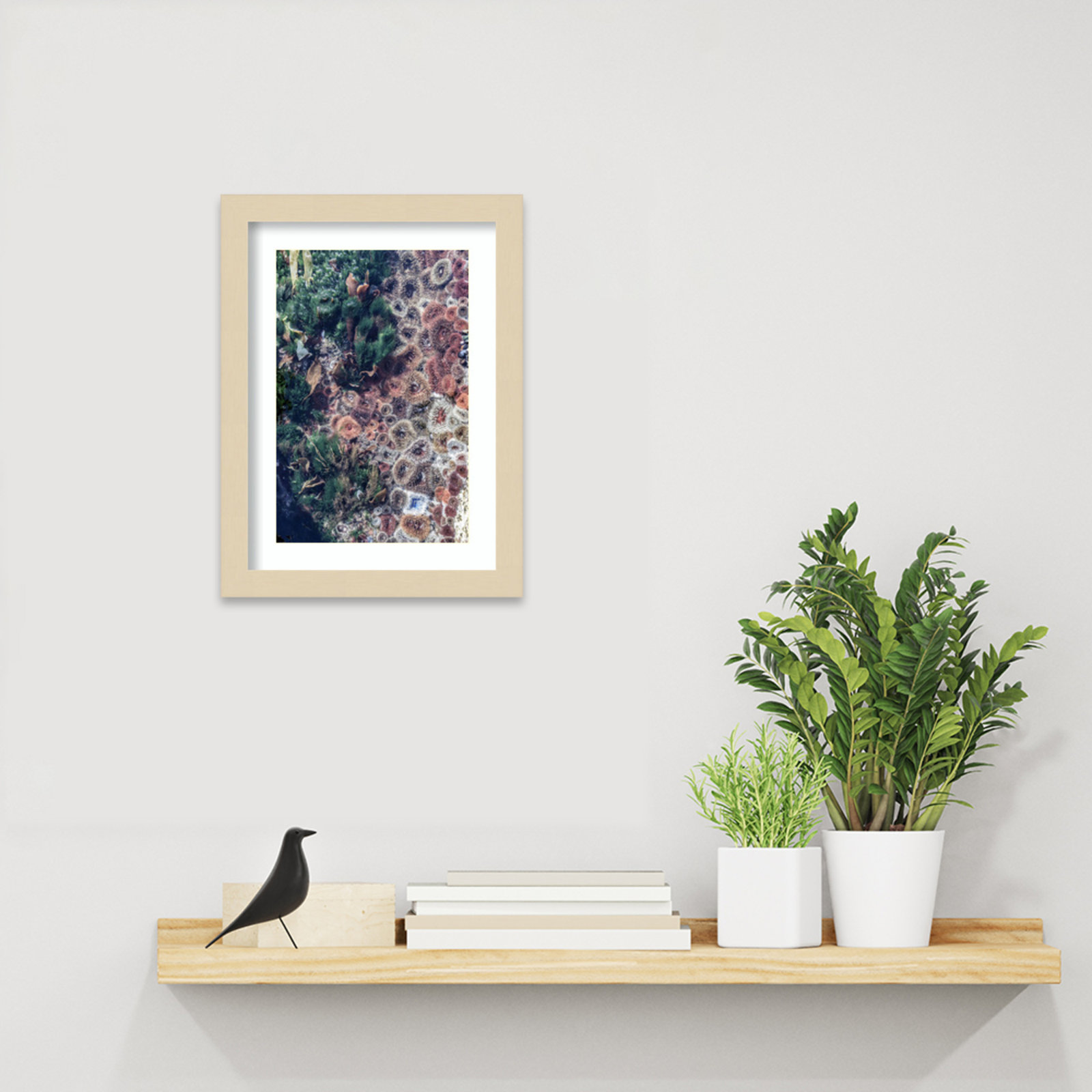 Ocean Curiosities by Shot by Clint Wood Framed Wall Art Print, Brown, 13" H x 10" W