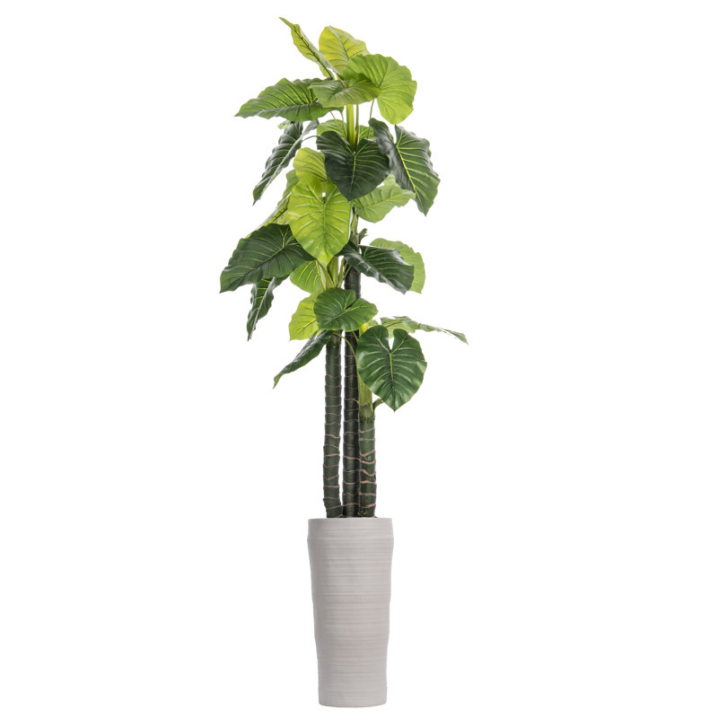 Arbre d'oreille intérieur / extérieur Panama