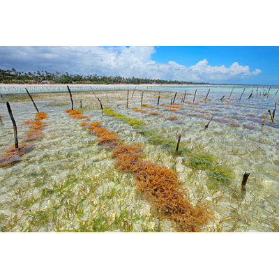 Seaweed Farming - Photographie sur toile tendue