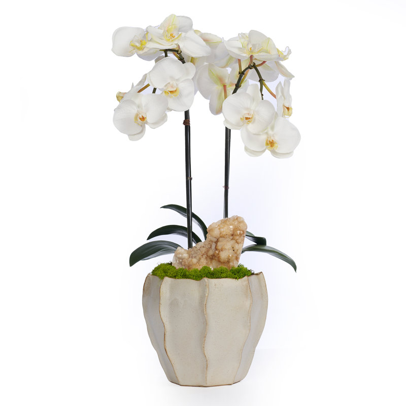 Double Orchid Centerpiece in Pot