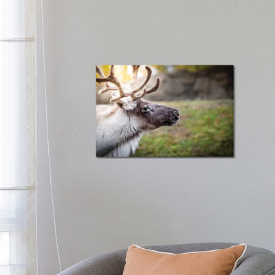 Woodland Caribou Sunny Portrait by Nik Rave - Wrapped Canvas Print