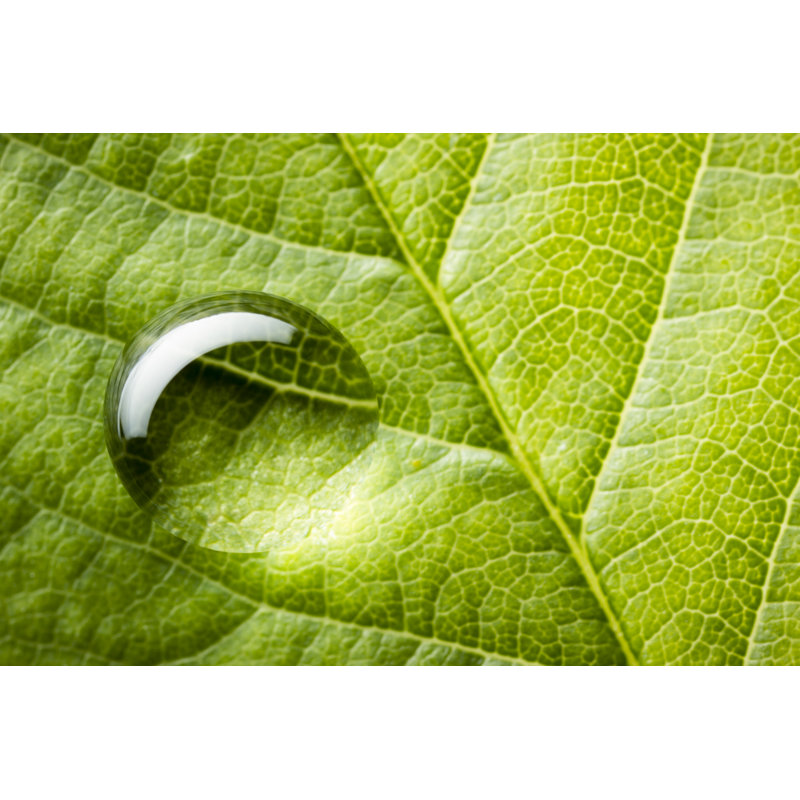 Drop on Leaf by Thomasvogel, 8" H x 12" W