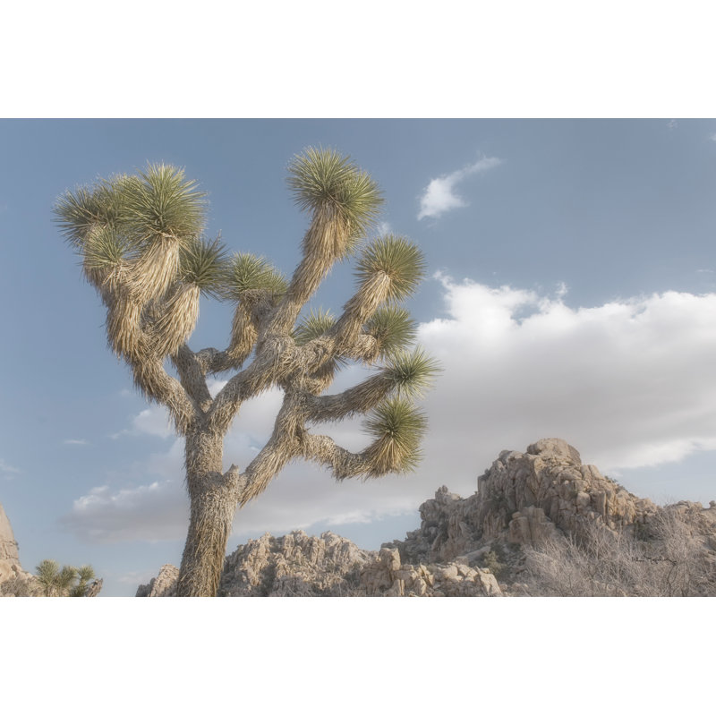 Joshua Tree National Park III by Alan Majchrowicz - Wrapped Canvas Print, 51cm H x 76cm W