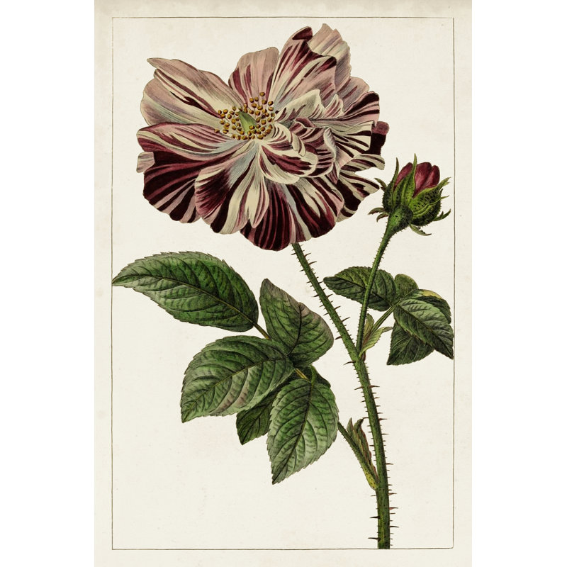 Mauve Botanicals V - Wrapped Canvas Painting, 46cm H x 30cm W