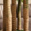 Arbre Dracaena de 8 pi Adcock-122512140