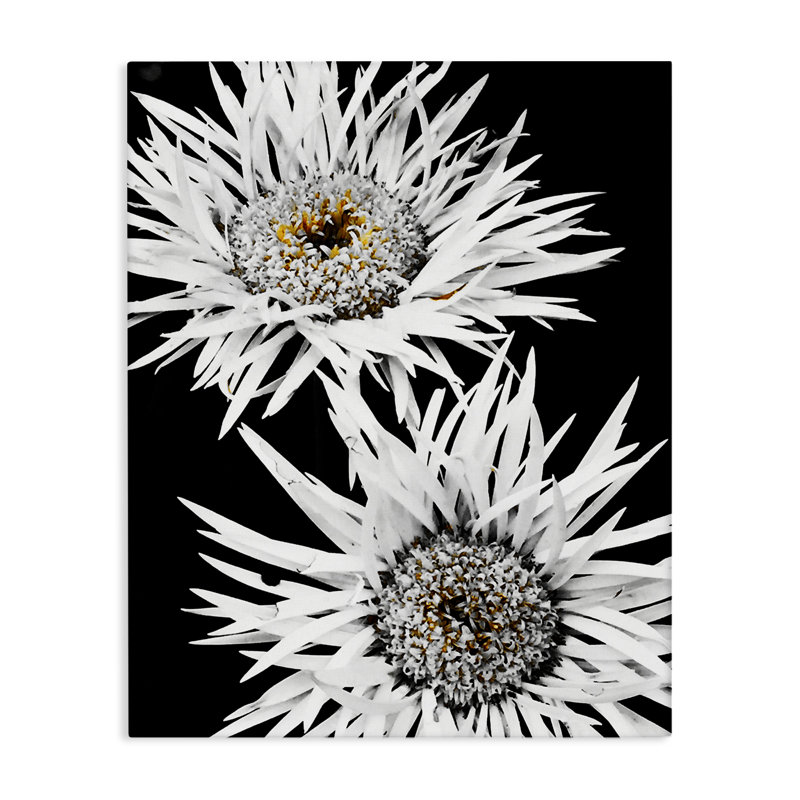 «Bold Contrast Flower Buds», art mural sur toile par Heidi Bannon, H 48 po x l 36 po