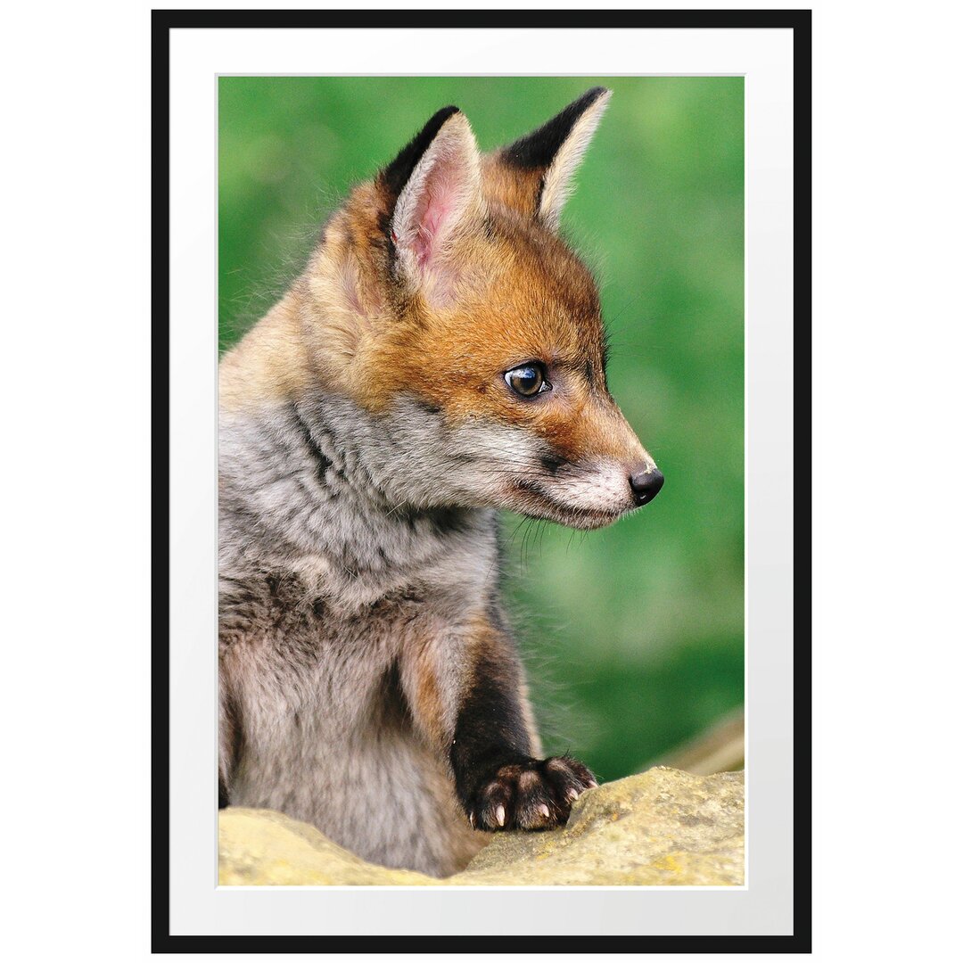 Gerahmtes Poster Junger Fuchs