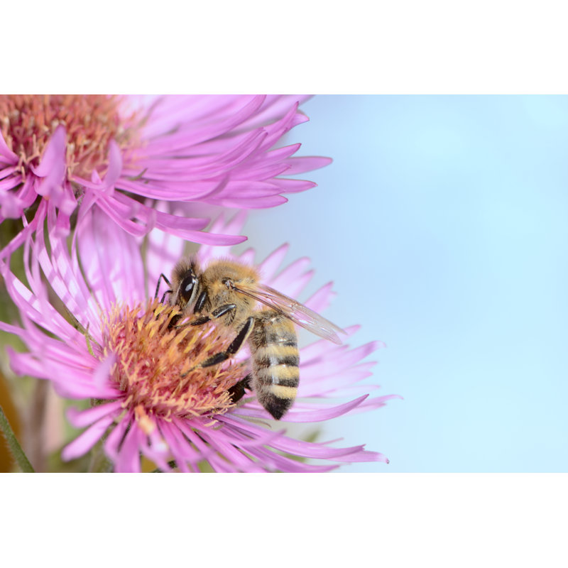 Ellenberger Bee by Manfredxy - Wrapped Canvas Print, 30cm H x 46cm W 3.8cm D