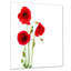 «Isolé rouge coquelicot», impression-33311240-19412748